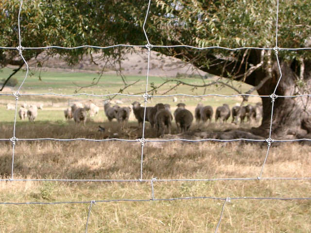 ニュージーランド